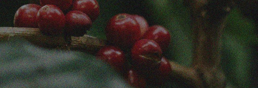 Ripe coffee cherries at Urvinkaan estate